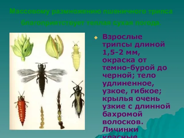 Массовому размножению пшеничного трипса благоприятствует теплая сухая погода. Взрослые трипсы длиной