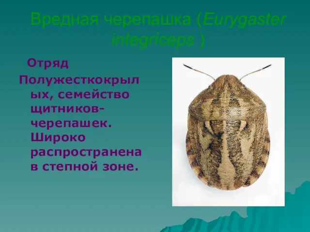 Вредная черепашка (Eurygaster integriceps ) Отряд Полужесткокрылых, семейство щитников-черепашек. Широко распространена в степной зоне.