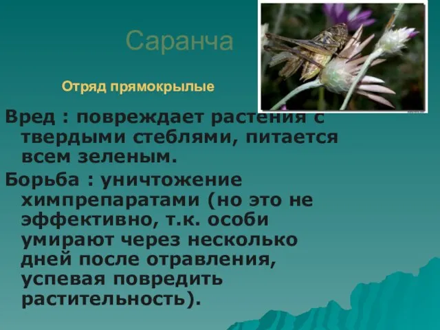 Саранча Вред : повреждает растения с твердыми стеблями, питается всем зеленым.