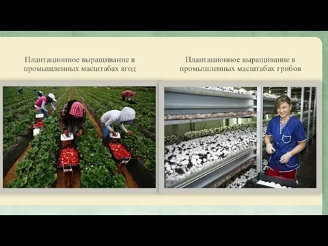 Плантационное выращивание в промышленных масштабах ягод Плантационное выращивание в промышленных масштабах грибов