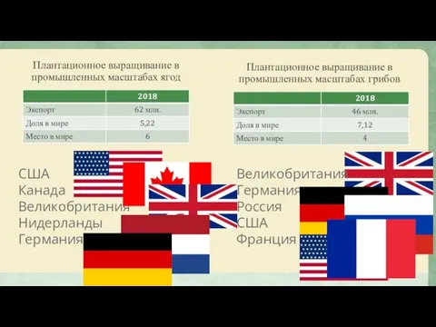 Плантационное выращивание в промышленных масштабах ягод Плантационное выращивание в промышленных масштабах