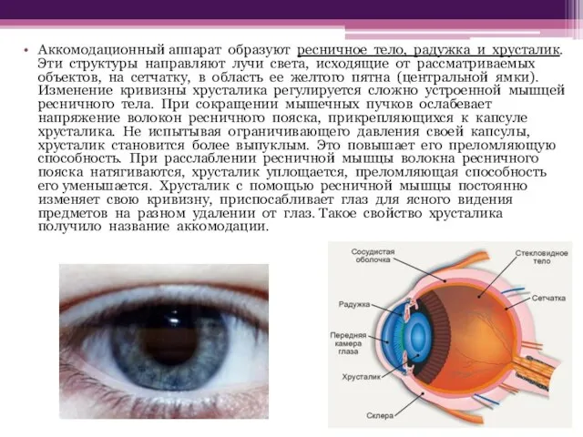 Аккомодационный аппарат образуют ресничное тело, радужка и хрусталик. Эти структуры направляют