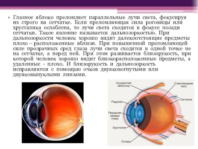 Глазное яблоко преломляет параллельные лучи света, фокусируя их строго на сетчатке.