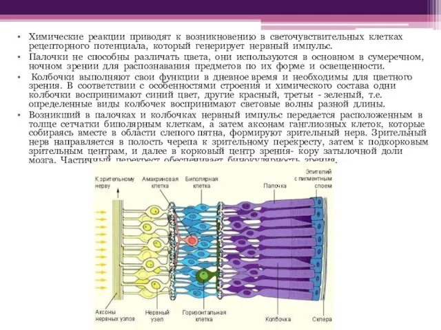 Химические реакции приводят к возникновению в светочувствительных клетках рецепторного потенциала, который