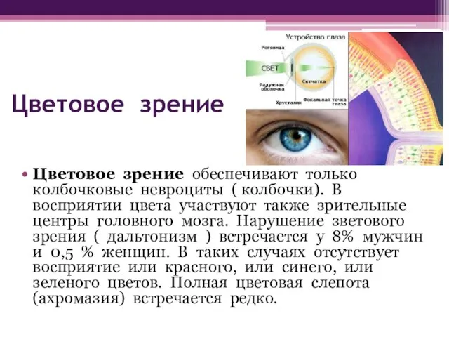 Цветовое зрение Цветовое зрение обеспечивают только колбочковые невроциты ( колбочки). В