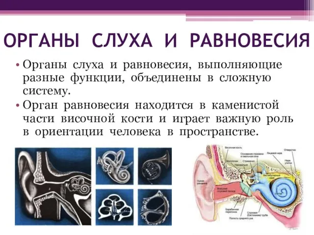 ОРГАНЫ СЛУХА И РАВНОВЕСИЯ Органы слуха и равновесия, выполняющие разные функции,