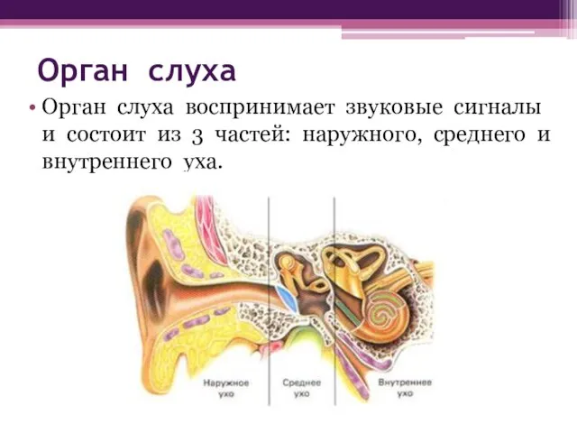 Орган слуха Орган слуха воспринимает звуковые сигналы и состоит из 3