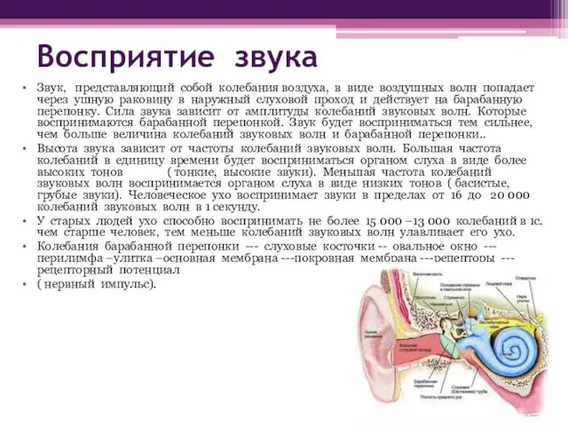 Восприятие звука Звук, представляющий собой колебания воздуха, в виде воздушных волн