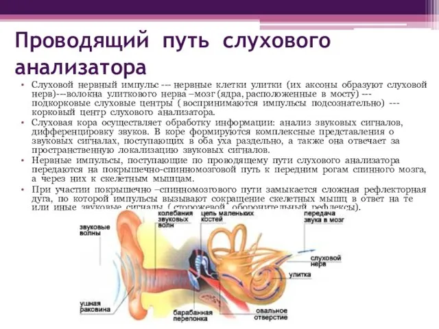 Проводящий путь слухового анализатора Слуховой нервный импульс --- нервные клетки улитки