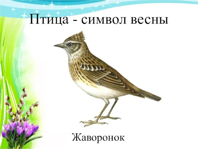Птица - символ весны Жаворонок