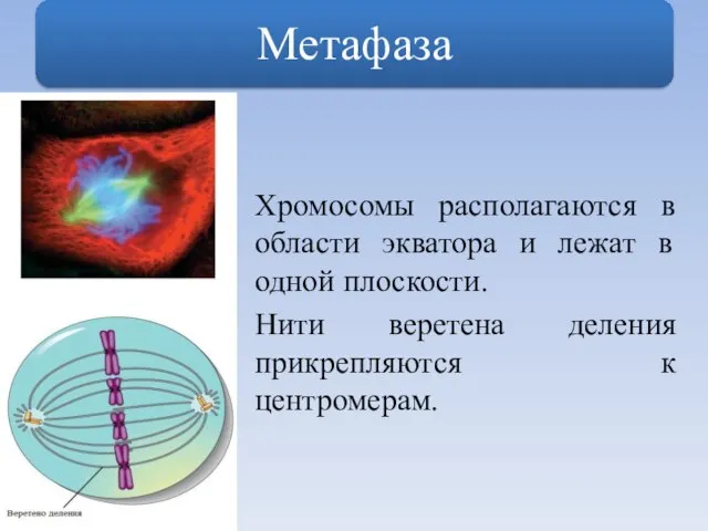 Хромосомы располагаются в области экватора и лежат в одной плоскости. Нити веретена деления прикрепляются к центромерам.
