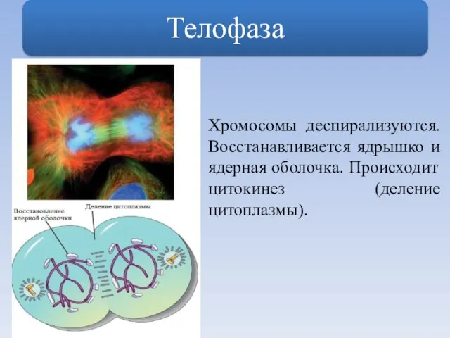 Хромосомы деспирализуются. Восстанавливается ядрышко и ядерная оболочка. Происходит цитокинез (деление цитоплазмы).