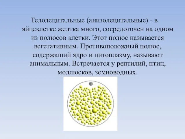 Телолецитальные (анизолецитальные) - в яйцеклетке желтка много, сосредоточен на одном из