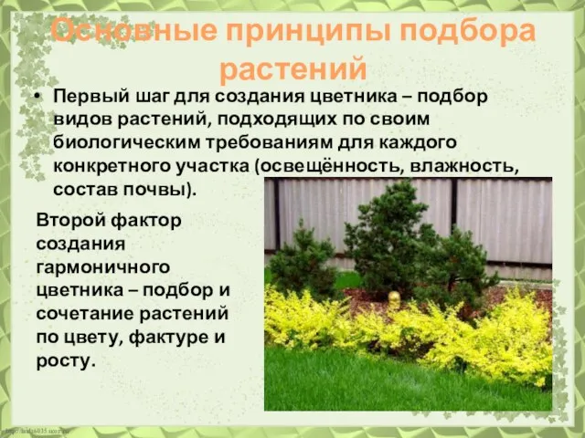 Основные принципы подбора растений Первый шаг для создания цветника – подбор