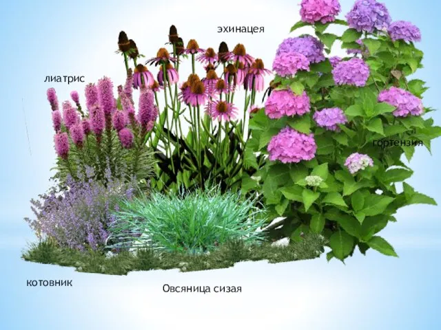 лиатрис эхинацея гортензия котовник Овсяница сизая