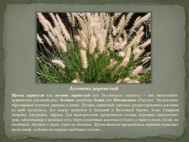 Луговник дернистый Щучка дернистая или луговик дернистый (лат. Deschampsia cespitosa) —