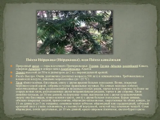 Пи́хта Но́рдмана (Но́рдманна), или Пи́хта кавка́зская Природный ареал — горы восточного