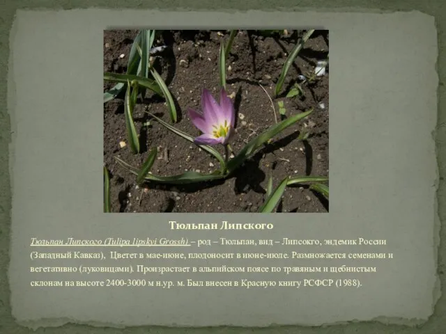 Тюльпан Липского Тюльпан Липского (Tulipa lipskyi Grossh) – род – Тюльпан,