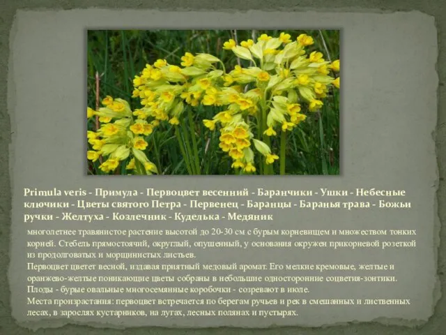 Primula veris - Примула - Первоцвет весенний - Баранчики - Ушки