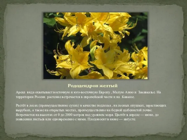 Рододендрон желтый Ареал вида охватывает восточную и юго-восточную Европу , Малую