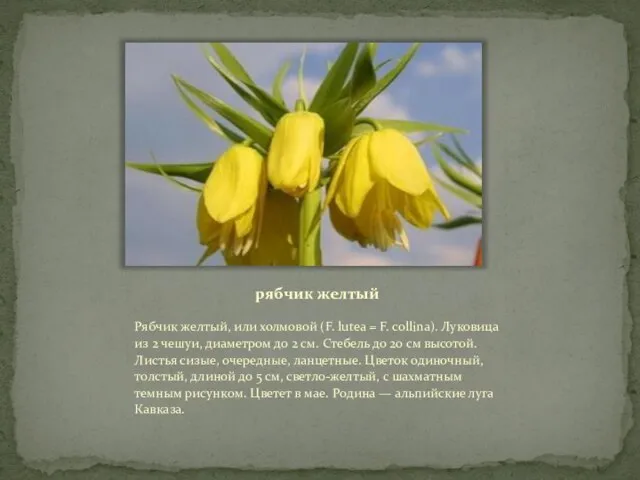 рябчик желтый Рябчик желтый, или холмовой (F. lutea = F. collina).