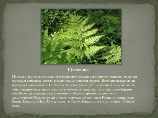 Щитовник Многолетнее споровое травянистое растение с толстым коротким корневищем, покрытым остатками