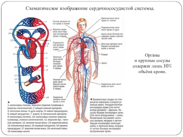 Схематическое изображение сердечнососудистой системы. Органы и крупные сосуды содержат лишь 10% объёма крови.