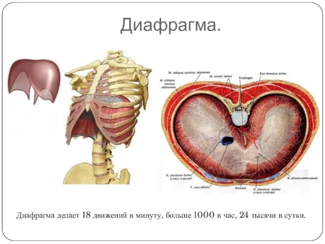 Диафрагма. Диафрагма делает 18 движений в минуту, больше 1000 в час, 24 тысячи в сутки.