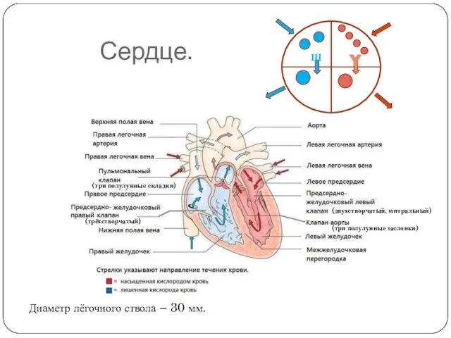 Сердце. (трёхстворчатый) (три полулунные складки) (двухстворчатый, митральный) (три полулунные заслонки) Ш