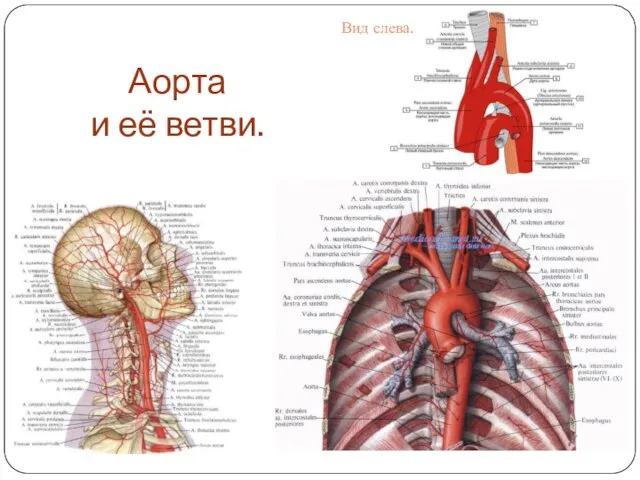 Аорта и её ветви. Вид слева.