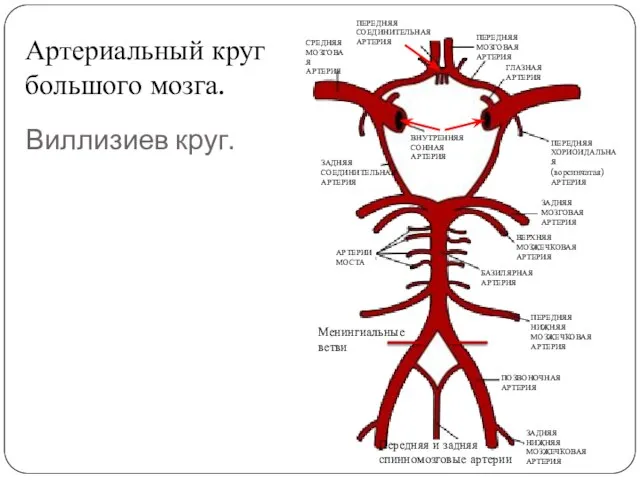 Виллизиев круг. ВНУТРЕННЯЯ СОННАЯ АРТЕРИЯ ЗАДНЯЯ СОЕДИНИТЕЛЬНАЯ АРТЕРИЯ СРЕДНЯЯ МОЗГОВАЯ АРТЕРИЯ