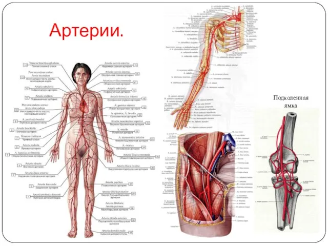 Артерии. Подколенная ямка