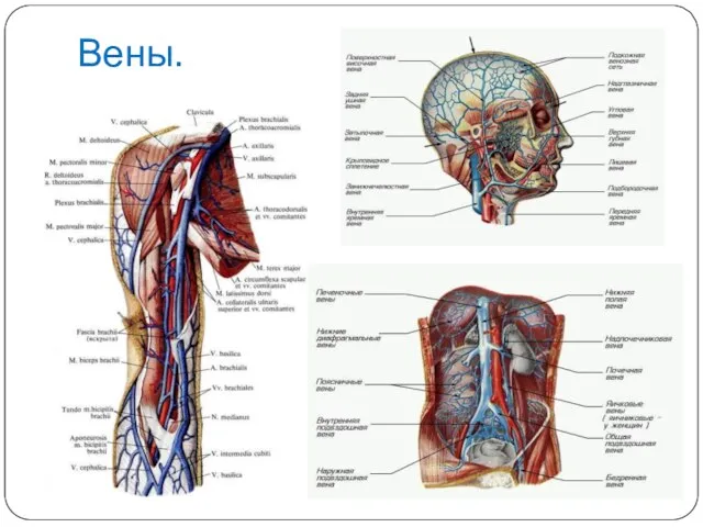 Вены.