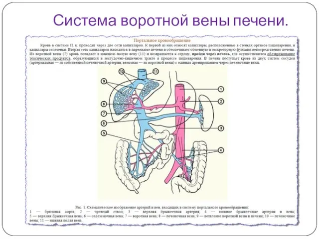 Система воротной вены печени.