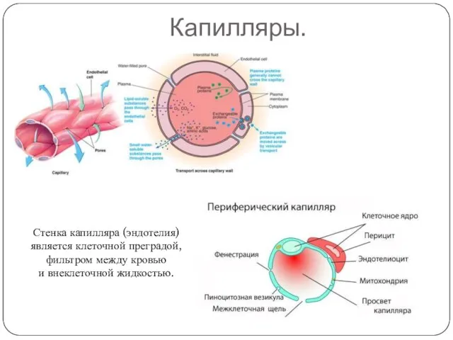 Капилляры. Стенка капилляра (эндотелия) является клеточной преградой, фильтром между кровью и внеклеточной жидкостью.