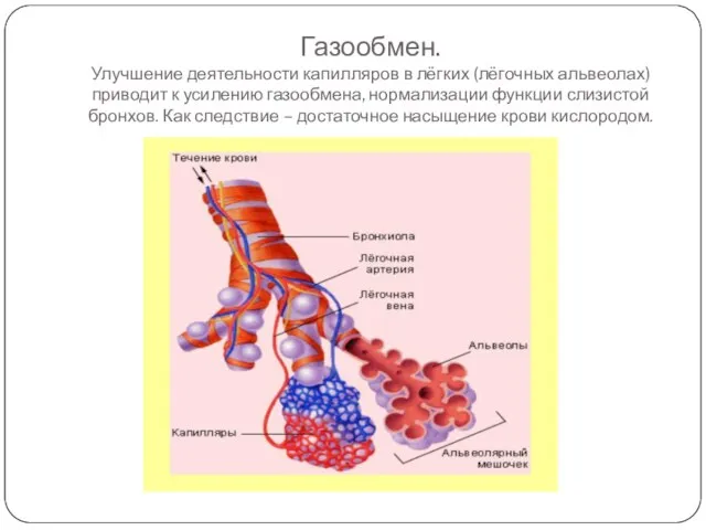 Газообмен. Улучшение деятельности капилляров в лёгких (лёгочных альвеолах) приводит к усилению