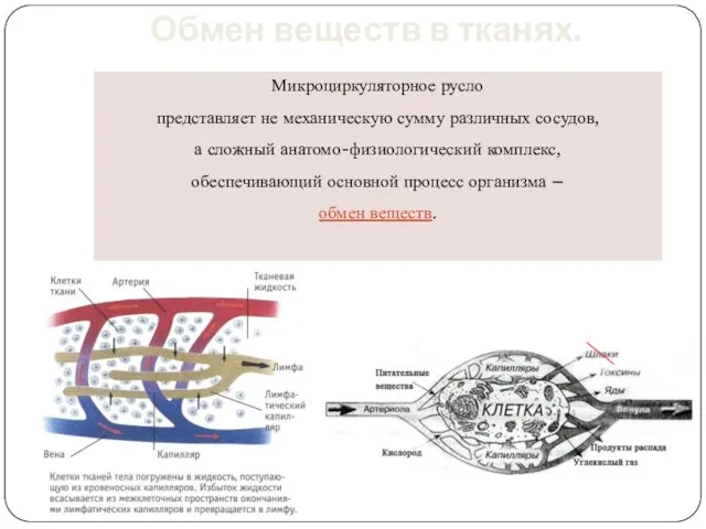 Обмен веществ в тканях. Микроциркуляторное русло представляет не механическую сумму различных