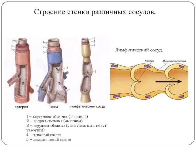 1 – внутренняя оболочка (эндотелий) 2 – средняя оболочка (мышечная) 3