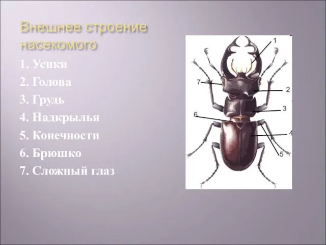 1. Усики 2. Голова 3. Грудь 4. Надкрылья 5. Конечности 6. Брюшко 7. Сложный глаз