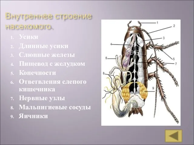 Усики Длинные усики Слюнные железы Пищевод с желудком Конечности Ответвления слепого