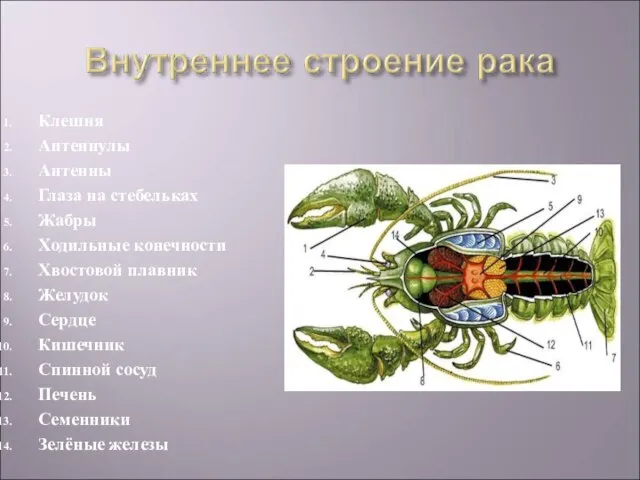 Клешня Антеннулы Антенны Глаза на стебельках Жабры Ходильные конечности Хвостовой плавник