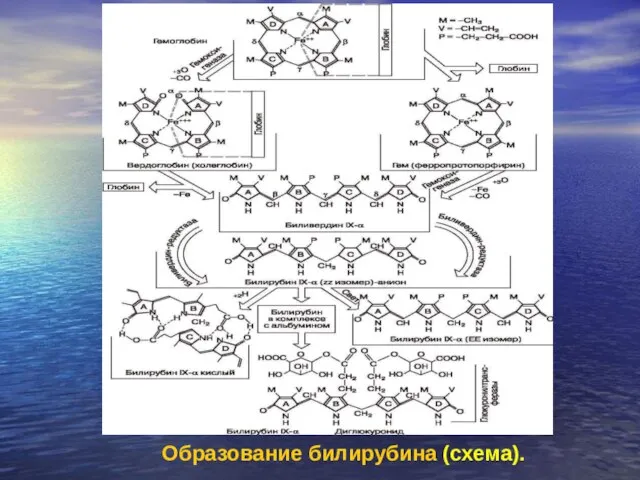 Образование билирубина (схема).