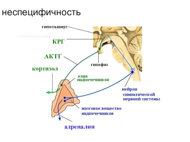 неспецифичность неспецифичность КРГ АКТГ кортизол адреналин