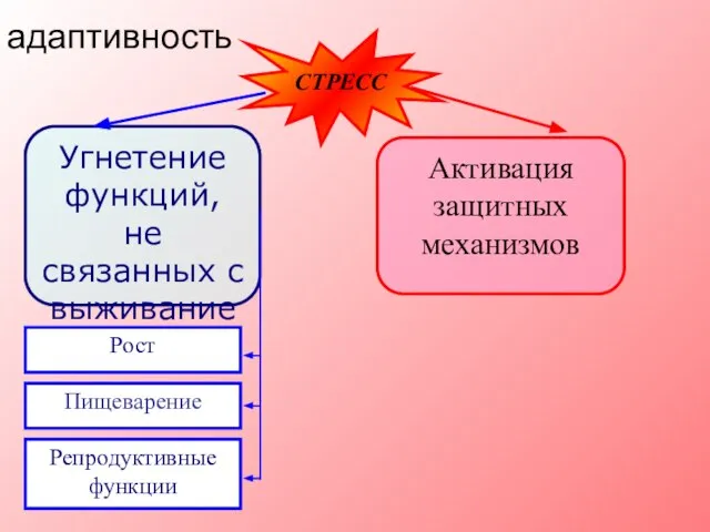 адаптивность СТРЕСС Угнетение функций, не связанных с выживанием Активация защитных механизмов Рост Репродуктивные функции Пищеварение