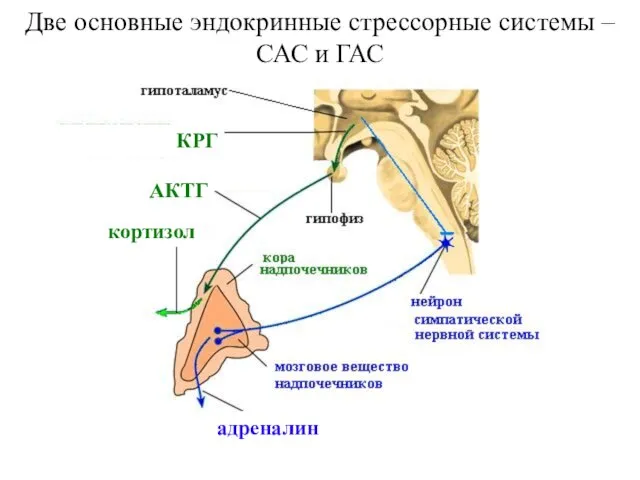 Две основные эндокринные стрессорные системы – САС и ГАС Две основные