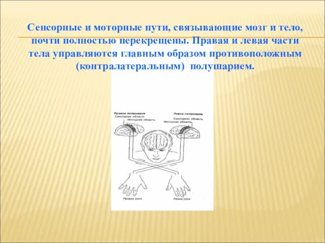 Сенсорные и моторные пути, связывающие мозг и тело, почти полностью перекрещены.