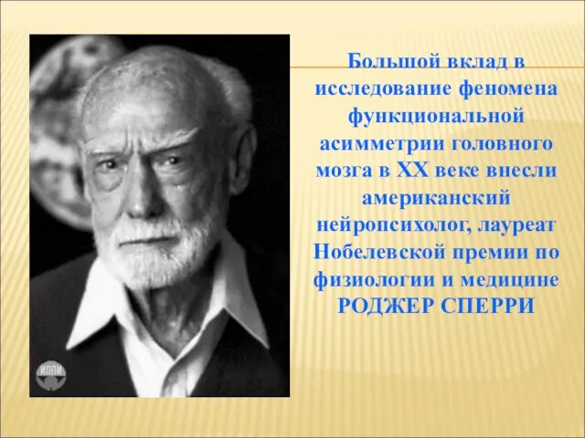 Большой вклад в исследование феномена функциональной асимметрии головного мозга в ХХ