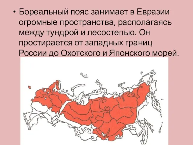 Бореальный пояс занимает в Евразии огромные пространства, располагаясь между тундрой и