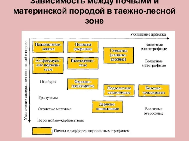 Зависимость между почвами и материнской породой в таежно-лесной зоне