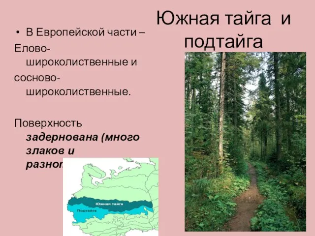 Южная тайга и подтайга В Европейской части – Елово-широколиственные и сосново-широколиственные.